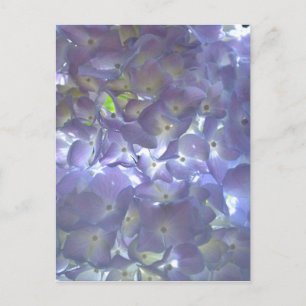Lavender Hydrangeas Postkarte