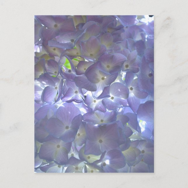 Lavender Hydrangeas Postkarte (Vorderseite)