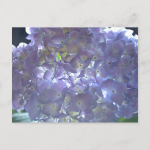 Lavender Hydrangeas Postkarte