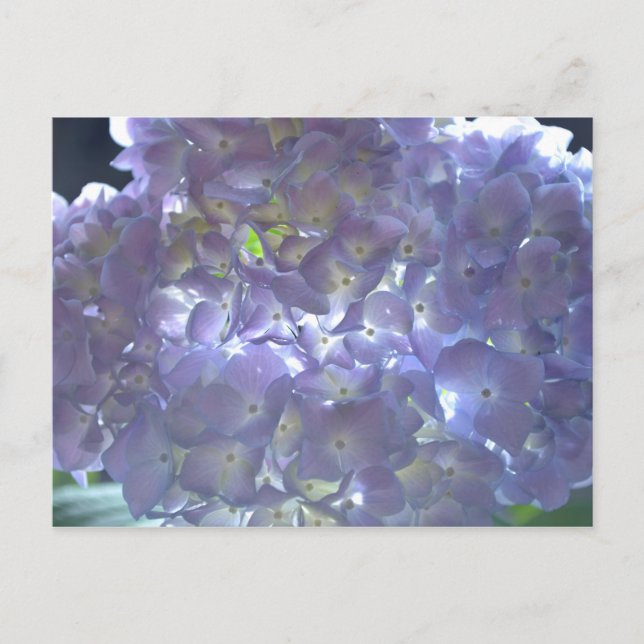 Lavender Hydrangeas Postkarte (Vorderseite)