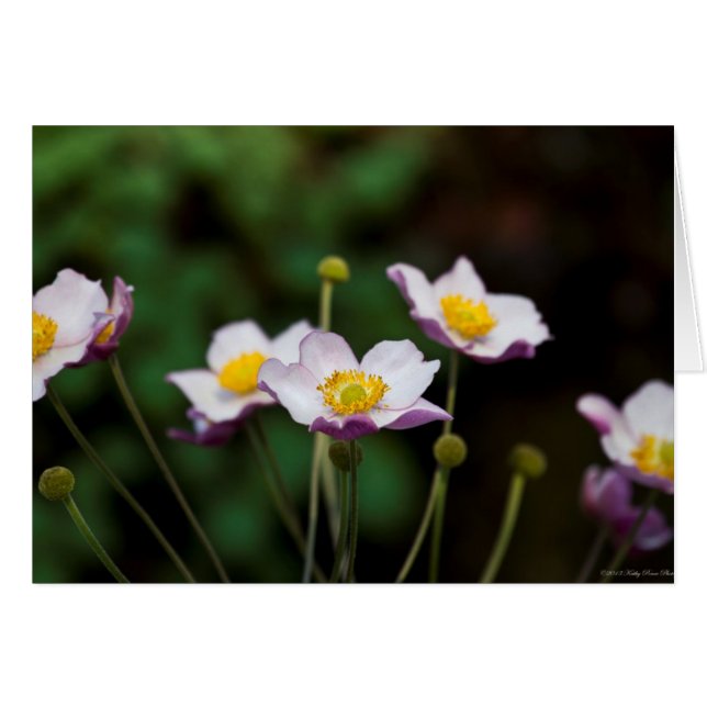 Lavender Japanese Anemone (Vorderseite (Horizontal))