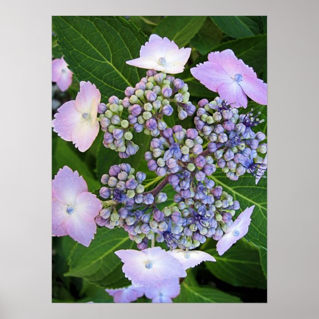 Lavender Lace Cap Hydrangea Bloom Poster (Vorne)