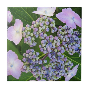Lavender Lace Cap Hydrangea Bloom Tile Fliese