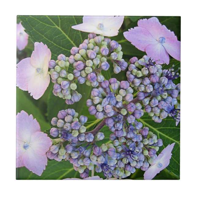 Lavender Lace Cap Hydrangea Bloom Tile Fliese (Vorderseite)
