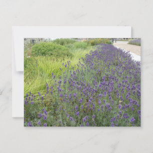 Lavender Landscape DIY Postkarte