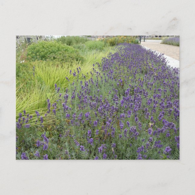 Lavender Landscape DIY Postkarte (Vorderseite)