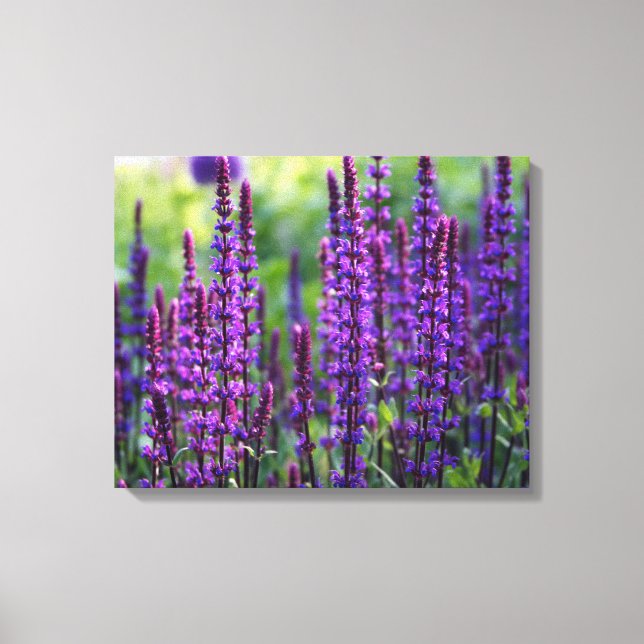 Lavender Lilac Foto Leinwand (Vorderseite)
