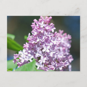 Lavender Lilac Postcard Postkarte