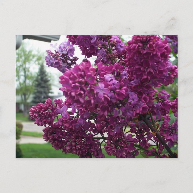Lavender Lilacs Postcard Postkarte (Vorderseite)