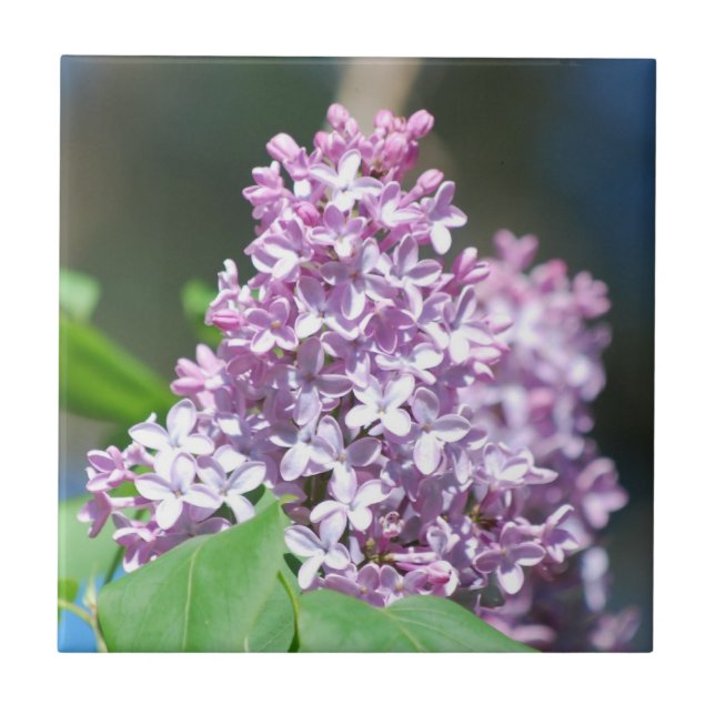 Lavender Lilacs Tile Fliese (Vorderseite)