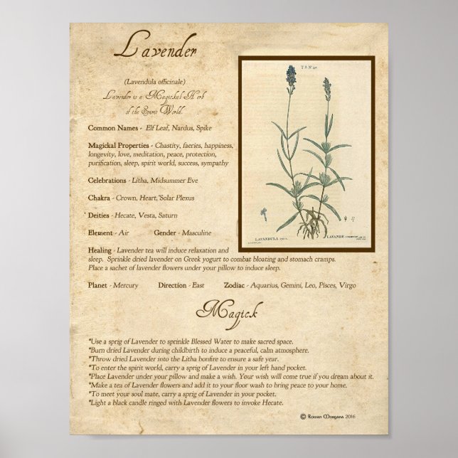 LAVENDER MAGICK HERB POSTER (Vorne)