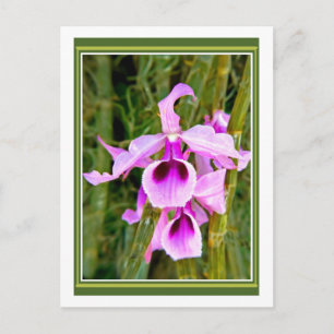 Lavender Orchid Postkarte