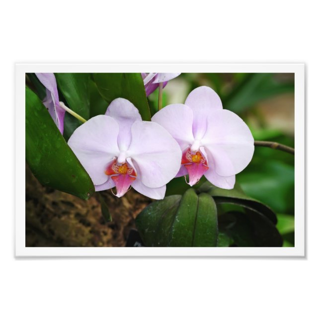 Lavender Orquids Fotodruck (Vorne)