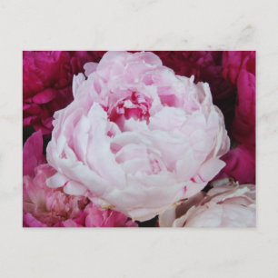 Lavender Pink Peony mit Fuschia Peonies Postkarte