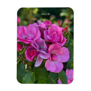 Lavender Pink Rose Magnet