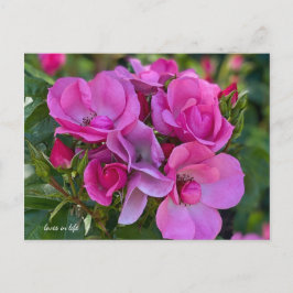 Lavender Pink Rose Postkarte