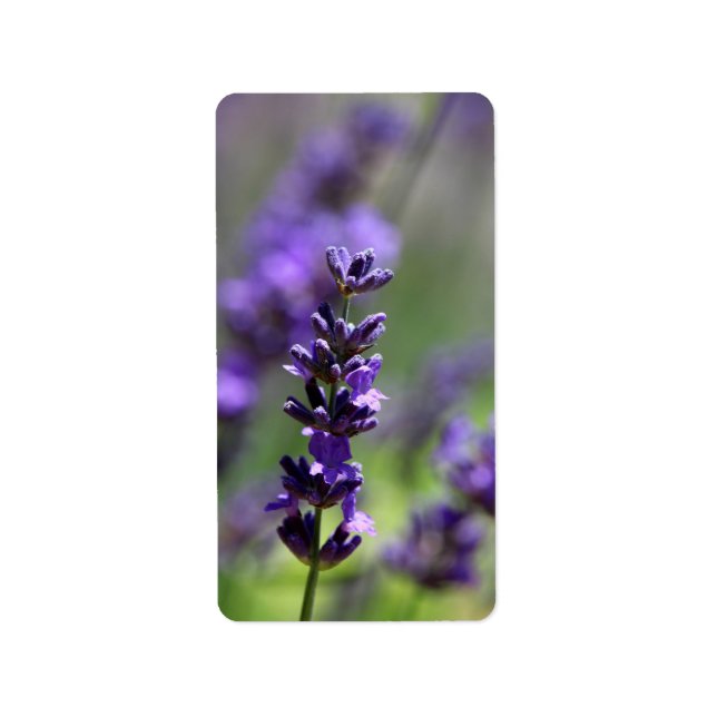 Lavender Portrait Adressaufkleber (Vorne)