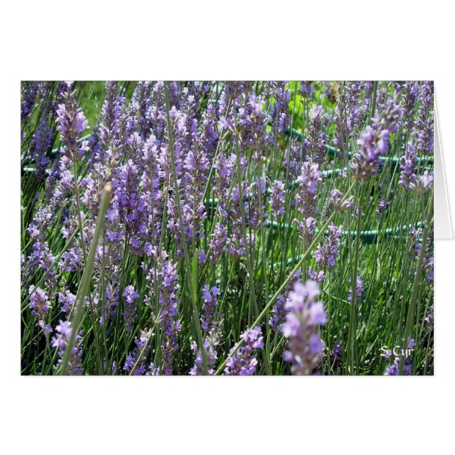 Lavender, S Cyr (Vorderseite (Horizontal))