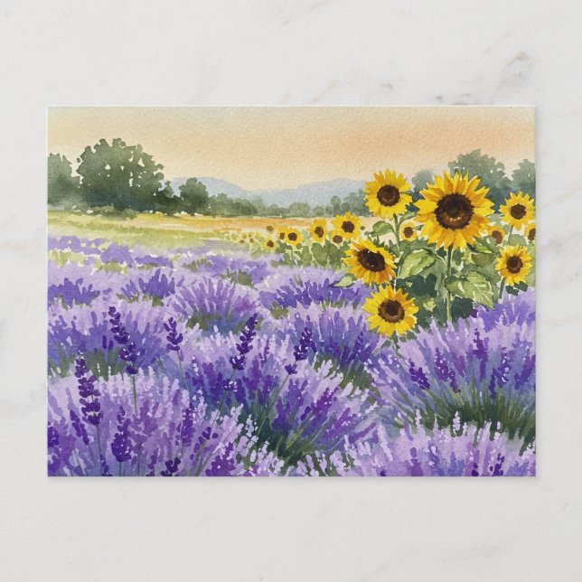 Lavender Sonnenblumen Feld Sommerprovence Postkart Postkarte