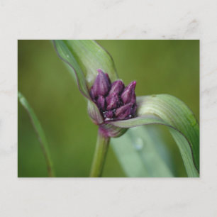 Lavender Spiderwort Blume Postkarte