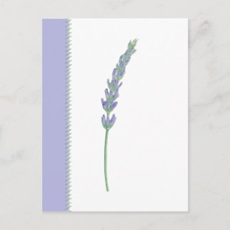 Lavender Sprig Postcard Postkarte