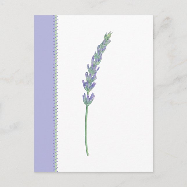 Lavender Sprig Postcard Postkarte (Vorderseite)