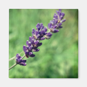 Lavender Stalk Foto Magnet