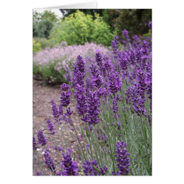 Lavender Summer (Vorne)