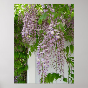 Lavender Wisteria ~ Print Poster