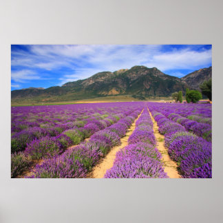 Lavenderfelder für immer poster