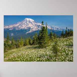 Lawinenliken und Berg Rainier Poster