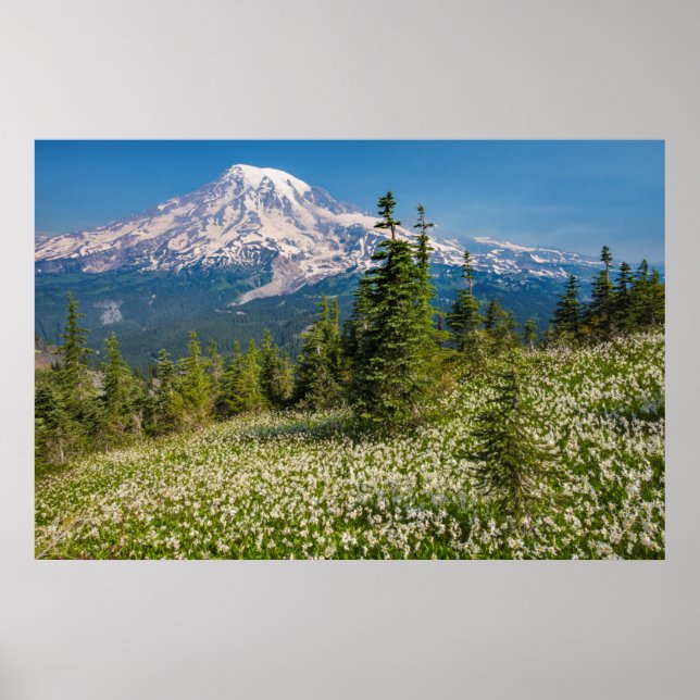 Lawinenliken und Berg Rainier Poster (Vorne)