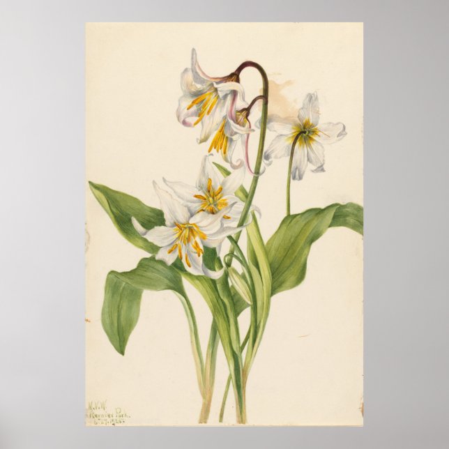 Lawinenlilie (Erythronium montanum) Poster (Vorne)