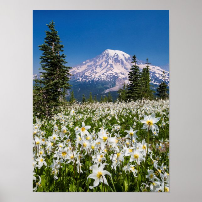 Lawinenlilien und Berg Rainier 2 Poster