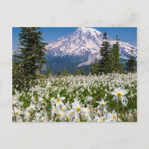 Lawinenlilien und Mount Rainier 2 Postkarte