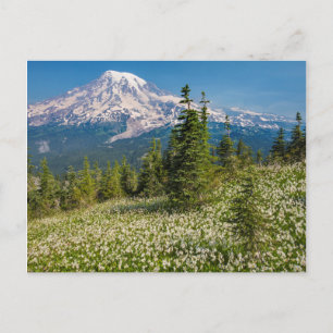 Lawinenlilien und Mount Rainier Postkarte