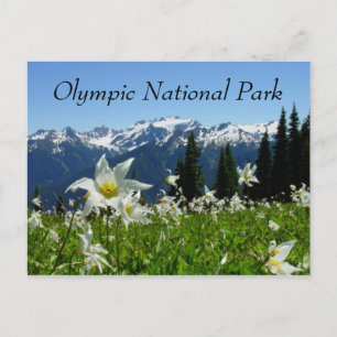 Lawinenlilies, Berge, Olympischer Nationalpark Postkarte