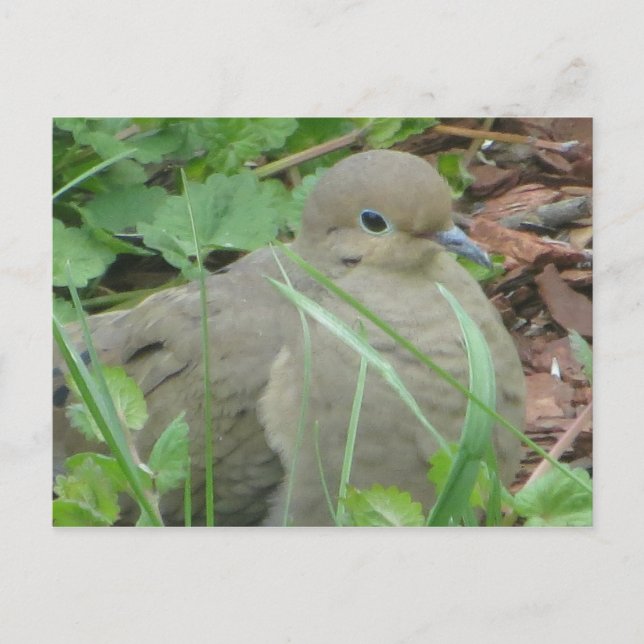 Lawn Dove Postkarte (Vorderseite)