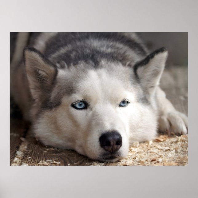 Lay Down Husky Schlittenhund Schöne Kunst drucken Poster (Vorne)