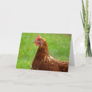 Lay Hen Rhode Island Red Chicken Karte
