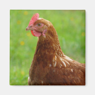 Lay Hen Rhode Island Red Chicken Magnet