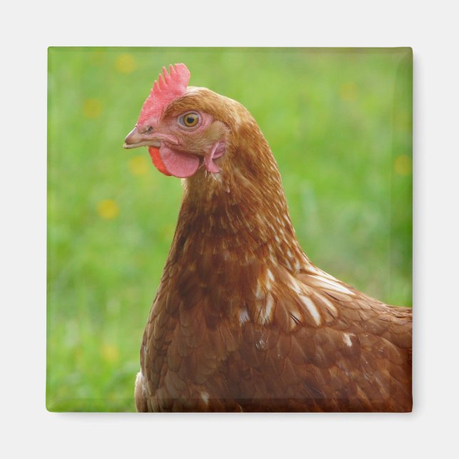 Lay Hen Rhode Island Red Chicken Magnet (Vorne)