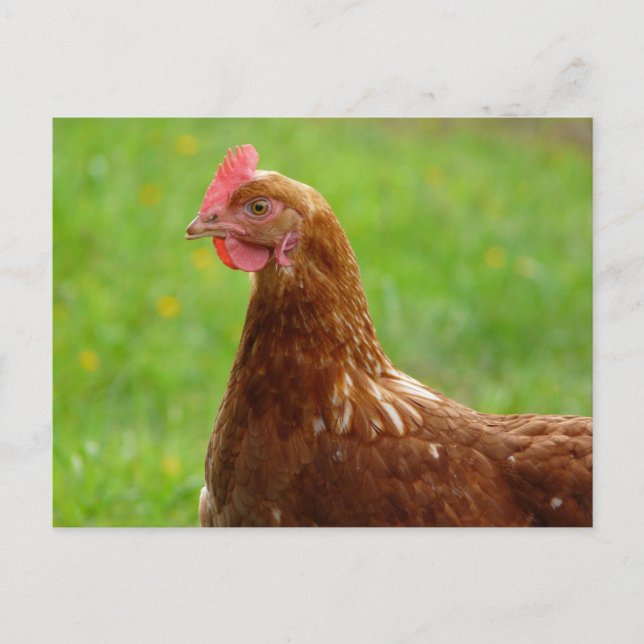 Lay Hen Rhode Island Red Chicken Postkarte (Vorderseite)