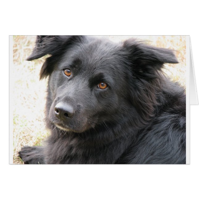 Layla (Vorderseite (Horizontal))