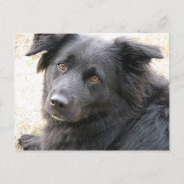 Layla Postkarte