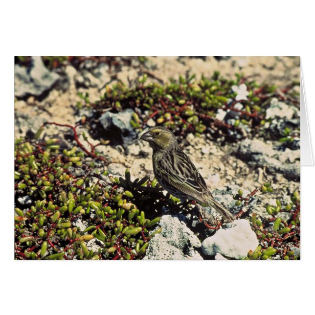 Laysan (Vorderseite (Horizontal))