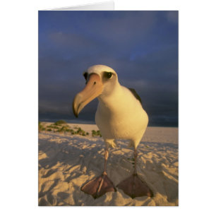Laysan-Albatros, Diomedea immutabilis),