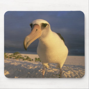 Laysan-Albatros, Diomedea immutabilis), Mousepad