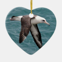 Laysan Albatros