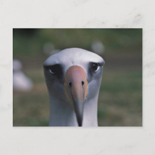 Laysan Albatros Postkarte